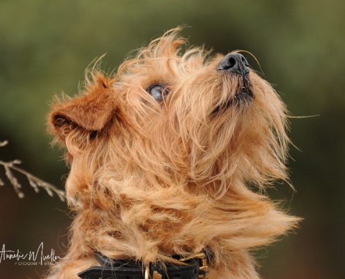 Norfolk Terrier - Allright Smart Mrs. Beasley