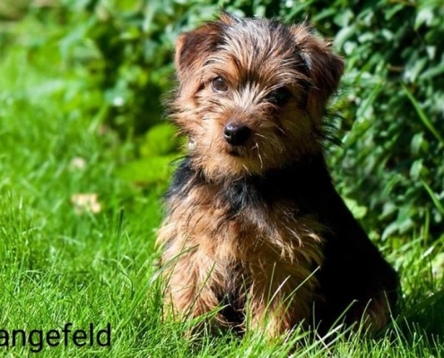 Peanuts Prancing Pinto - Norfolk Terrier