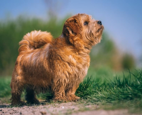 Jumping Jack Flash - Norfolk Terrier