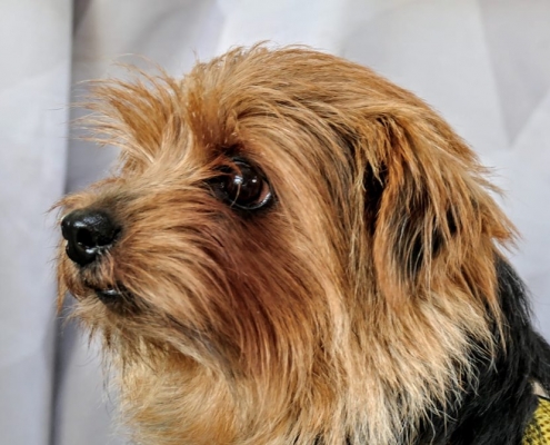 Peanuts Prancing Pinto - Norfolk Terrier