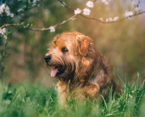 Jumping Jack Flash- Norfolk Terrier