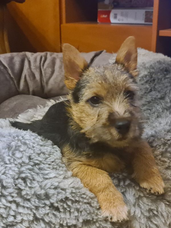 Norwich Terrier Welpe aus Litauen