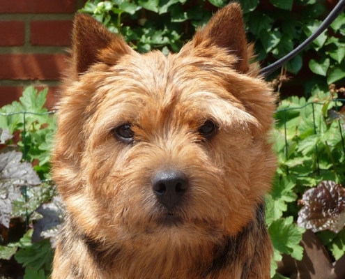 Norwich Terrier