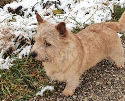 Norwich Terrier