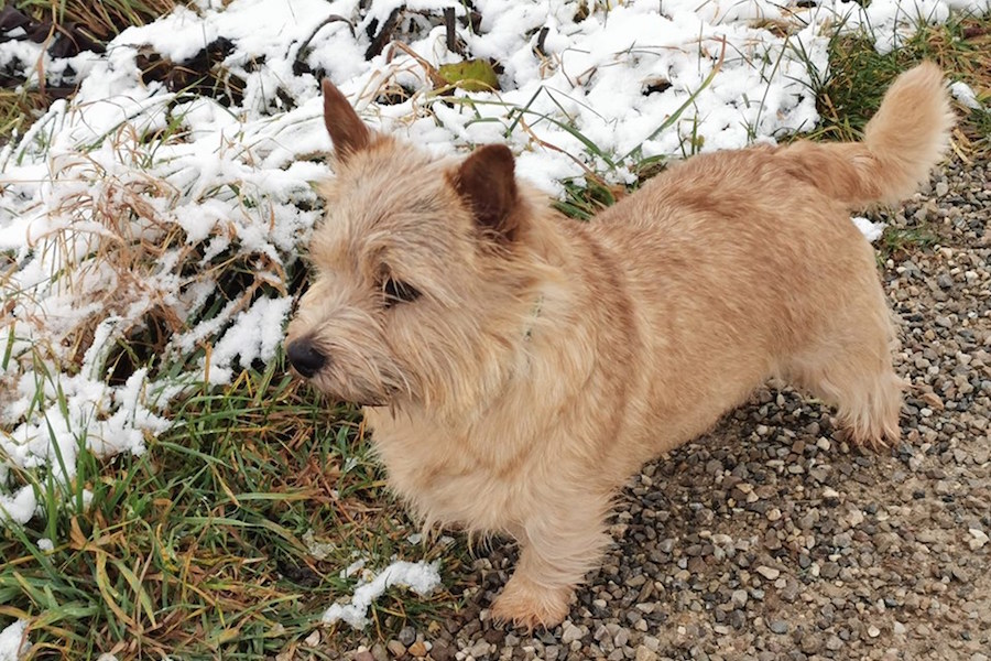 Norwich Terrier - Rassebeschreibung, Adressen und viele Fotos