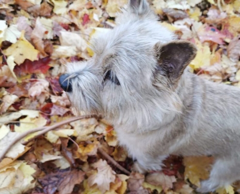 Norwich Terrier