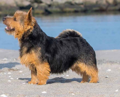 Norwich Terrier Fiete