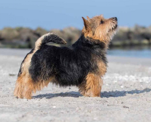 Norwich Terrier Fiete