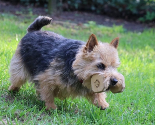 Norwich Terrier