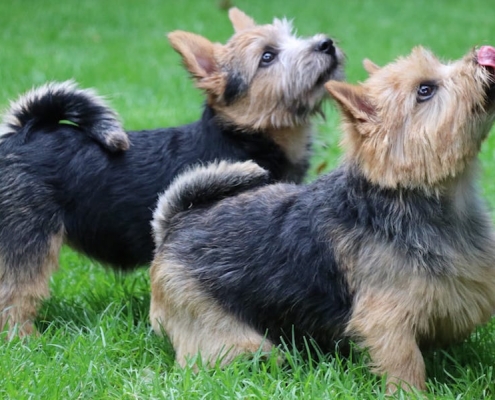 Norwich Terrier