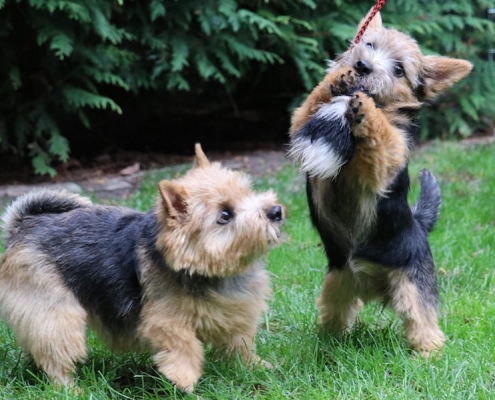 Norwich Terrier