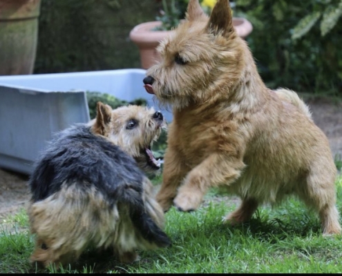 Norwich Terrier