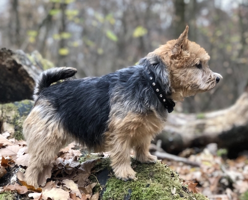 Norwich Terrier