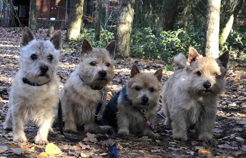 Norwich Terrier