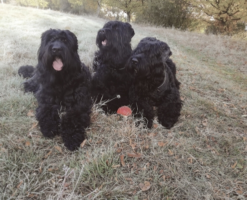 Russischer Schwarzer Terrier Chornaya-Ten