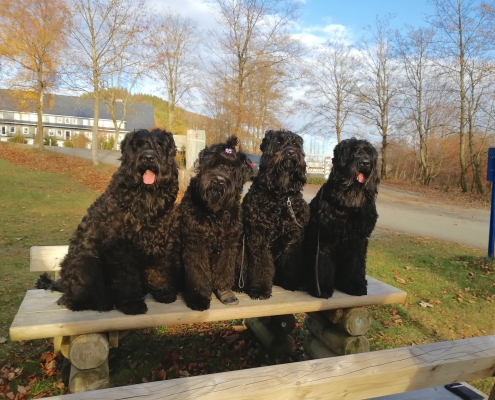 Russischer Schwarzer Terrier Chornaya-Ten