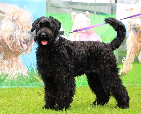 Russischer Schwarzer Terrier