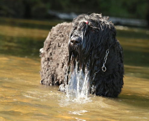 Russischer Schwarzer Terrier