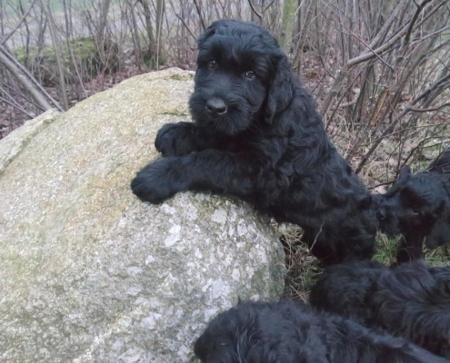 Russischer Schwarzer Terrier von Natascha