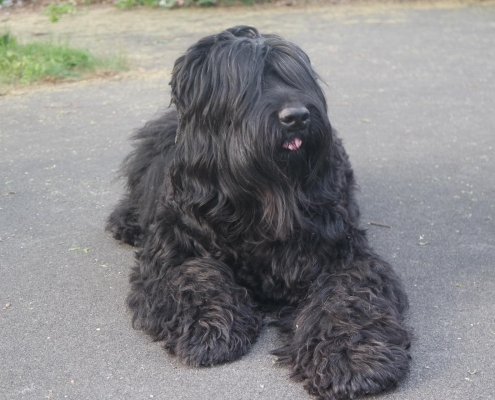 Russischer Schwarzer Terrier von Natascha