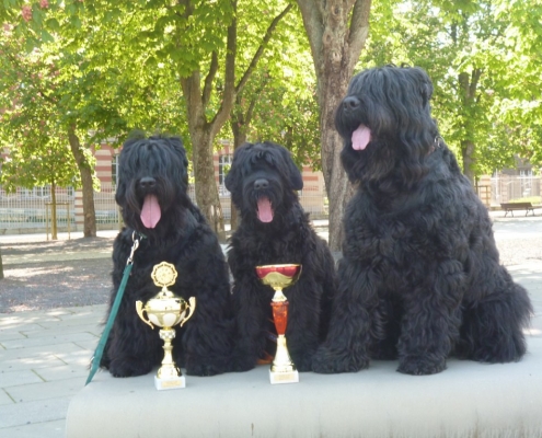 Russischer Schwarzer Terrier von Natascha