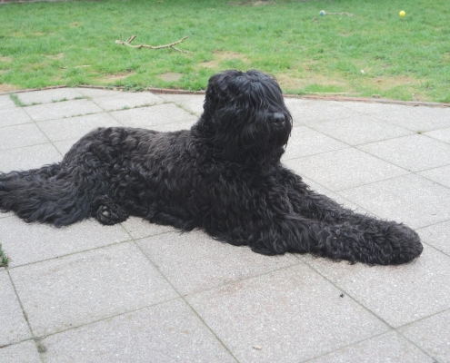 Russischer Schwarzer Terrier von Natascha