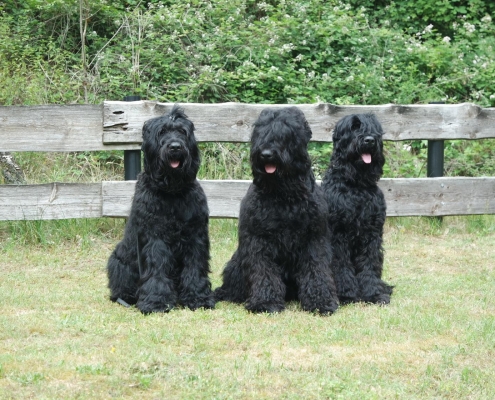 Russischer Schwarzer Terrier von Natascha