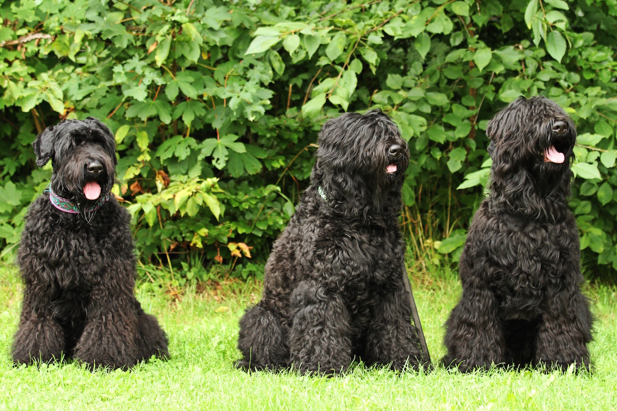 Russischer Schwarzer Terrier