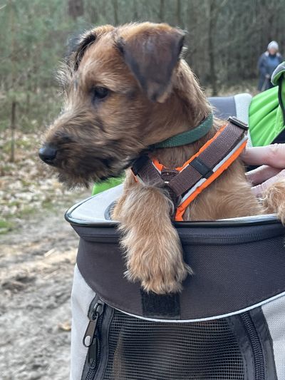 kleiner Irish Terrier Welpe Sanne vom Haseland