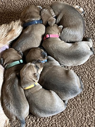sechs kleine Irish Terrier Welpen schlafen