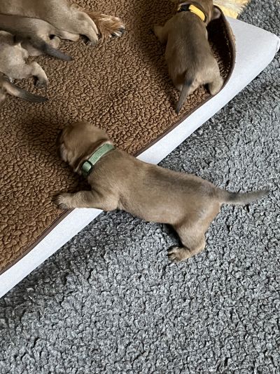 Kleiner Irish Terrier Welpe 3 Wochen alt