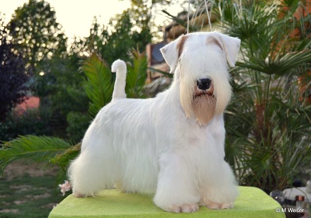 Sealyham Terrier Jay Jay