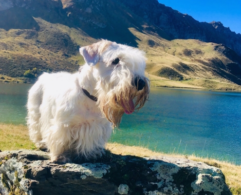 Sealyham Terrier Sherlock macht Urlaub in den Bergen