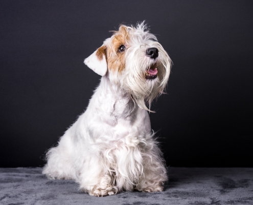 Sealyham Terrier Emma – Just a secret Amberwheat`s