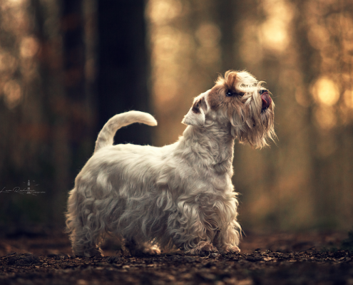 Sealyham Terrier Emma – Just a secret Amberwheat`s