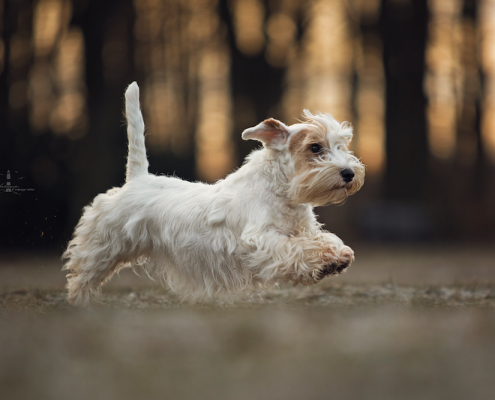 Sealyham Terrier Emma – Just a secret Amberwheat`s