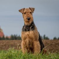 Airedale Terrier