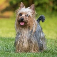 Australian Silky Terrier