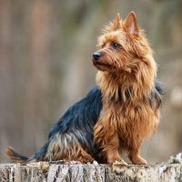 Australian Terrier