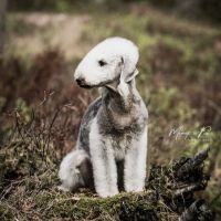 Bedlington Terrier