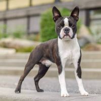 Boston Terrier