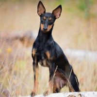 English Toy Terrier
