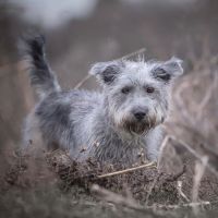 Irish Glen of Imaal Terrier