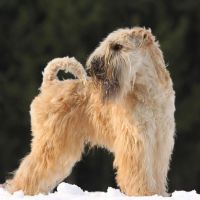 Irish Soft Coated Wheaten Terrier