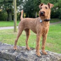 Irish Terrier