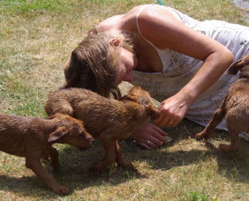 Irish Terrier