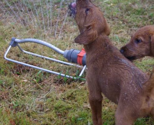 Irish Terrier vom Haseland