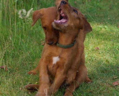 Irish Terrier vom Haseland