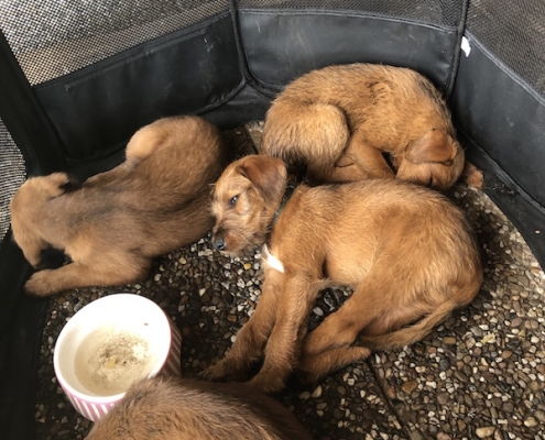 Irish Terrier vom Haseland