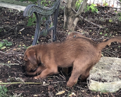 Irish Terrier vom Haseland